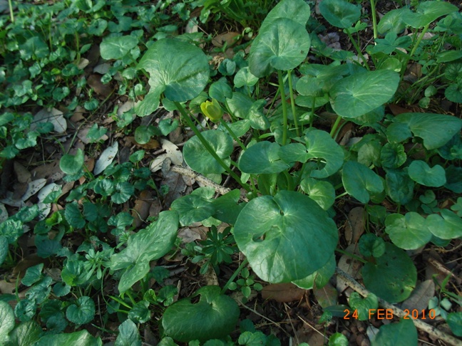 Ranunculus ficaria sl.